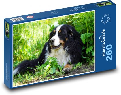 Berneński Pies Pasterski - suczka, zwierzę - Puzzle 260 elementów, rozmiar 41x28,7 cm