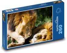 Lion - predator, big cat Puzzle 260 pieces - 41 x 28.7 cm 