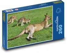Kengury - Austrália, zviera Puzzle 260 dielikov - 41 x 28,7 cm 