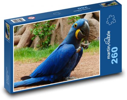 Modrý papoušek - hyacintový papoušek - Puzzle 260 dílků, rozměr 41x28,7 cm