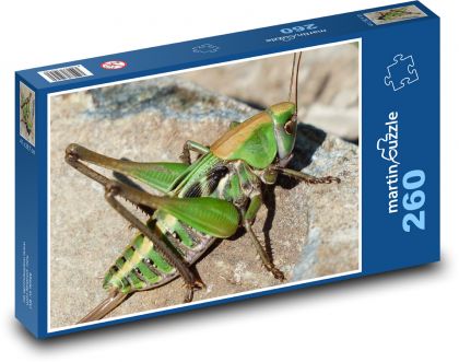 Saranče - zelená kobylka, hmyz - Puzzle 260 dílků, rozměr 41x28,7 cm