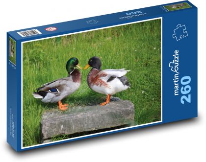 Ducks - water birds, animals - Puzzle 260 pieces, size 41x28.7 cm 