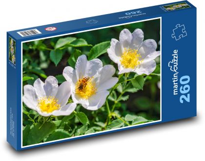 Šípok - biely kvet, včela - Puzzle 260 dielikov, rozmer 41x28,7 cm