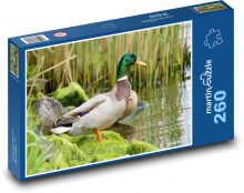Wild duck - duck, bird Puzzle 260 pieces - 41 x 28.7 cm 