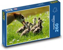 Husy - mláďata Puzzle 260 dílků - 41 x 28,7 cm