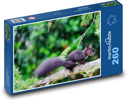 Animal - black squirrel - Puzzle 260 pieces, size 41x28.7 cm 