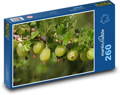 Angrešt - ovoce, rostlina - puzzle 260 dílků