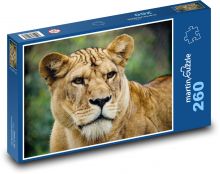 Lwica - duży kot, drapieżnik Puzzle 260 elementów - 41x28,7 cm
