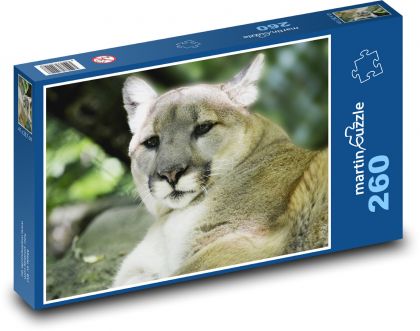 Puma - velká kočka, dravec - Puzzle 260 dílků, rozměr 41x28,7 cm