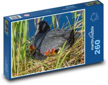 Lyska - vták, hniezdo Puzzle 260 dielikov - 41 x 28,7 cm 