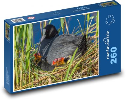 Lyska - pták, hnízdo - Puzzle 260 dílků, rozměr 41x28,7 cm
