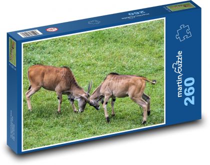 Wrestling goats - pets, farm - Puzzle 260 pieces, size 41x28.7 cm 