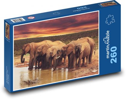 Sloni u vody - zvířata, safari - Puzzle 260 dílků, rozměr 41x28,7 cm