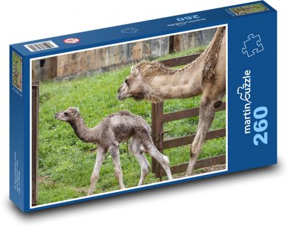 Camel - dromedary, cub - Puzzle 260 pieces, size 41x28.7 cm 