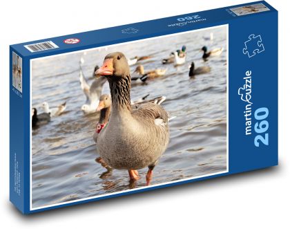 Husa - vodní pták - puzzle 260 dílků