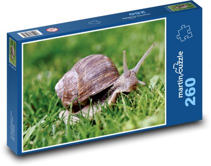 Schnecke - Muschel, Weichtier - Puzzle - 260 Teile