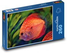 Disk ryba - akvárium, okrasná ryba Puzzle 260 dielikov - 41 x 28,7 cm 