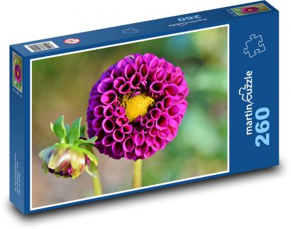 Fialová jiřina - květ, rostlina - Puzzle 260 dílků, rozměr 41x28,7 cm