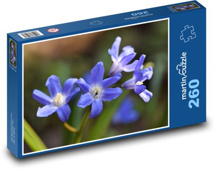 Ladoňka - scilla, květ - Puzzle 260 dílků, rozměr 41x28,7 cm