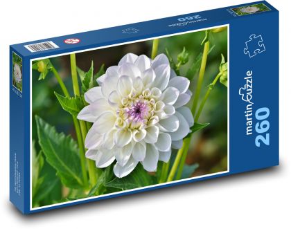 Weiße Dahlie - Blume, Pflanze - Puzzle - 260 Teile