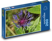 Chrpa - květ, rostlina Puzzle 260 dílků - 41 x 28,7 cm