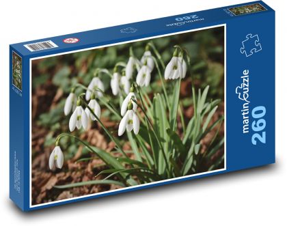 Bílé sněženky - jarní květiny, rostlina - Puzzle 260 dílků, rozměr 41x28,7 cm