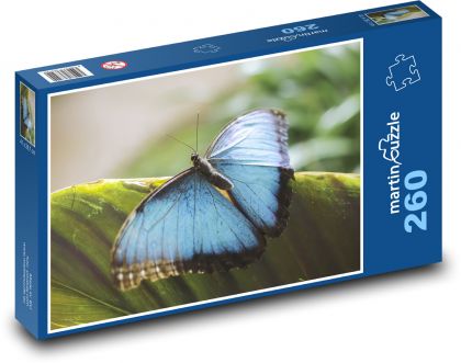 Modrý motýl - hmyz, křídla - Puzzle 260 dílků, rozměr 41x28,7 cm