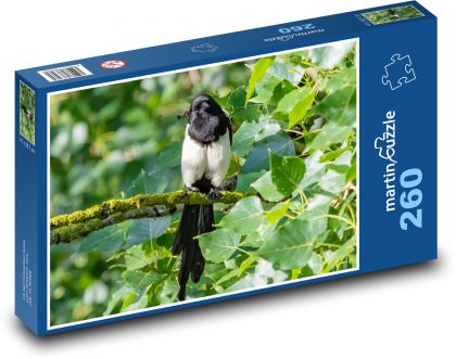 Čierna straka - sediaci na strome, vták - Puzzle 260 dielikov, rozmer 41x28,7 cm