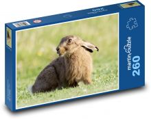 Young hare - animal, mammal Puzzle 260 pieces - 41 x 28.7 cm 