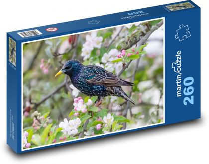 Špaček - pták, jabloň - puzzle 260 dílků