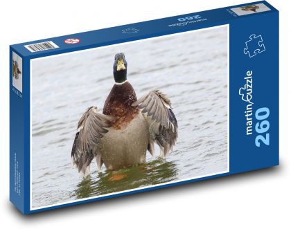 Duck - wild duck, water bird - Puzzle 260 pieces, size 41x28.7 cm 