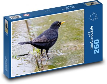 Kos w kałuży - ptak, zwierzę - Puzzle 260 elementów, rozmiar 41x28,7 cm