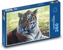 Amur-Tiger - Raubtier, Jäger Puzzle 260 Teile - 41 x28,7 cm