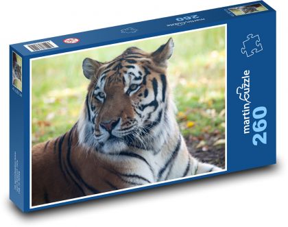 Amur-Tiger - Raubtier, Jäger - Puzzle - 260 Teile