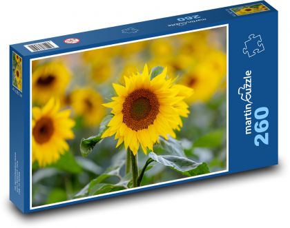 Slunečnice - žluté květiny, rostliny  - Puzzle 260 dílků, rozměr 41x28,7 cm