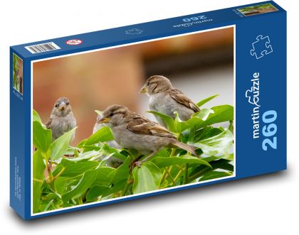 Vrabec - vták, zobák - Puzzle 260 dielikov, rozmer 41x28,7 cm