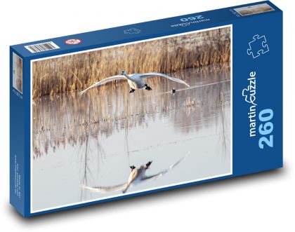 Letící labuť - pták, voda - Puzzle 260 dílků, rozměr 41x28,7 cm