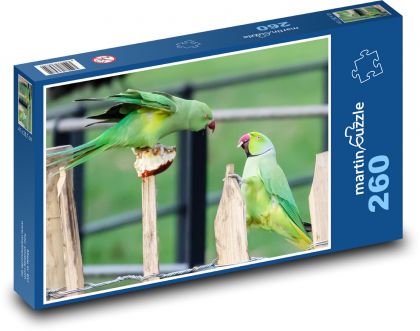 Papoušci na plotě - boj, ptáci - Puzzle 260 dílků, rozměr 41x28,7 cm