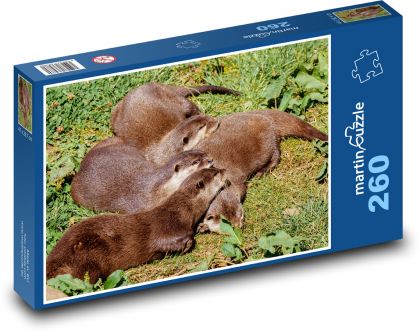 Spící vydry - zvířata, odpočívat - Puzzle 260 dílků, rozměr 41x28,7 cm