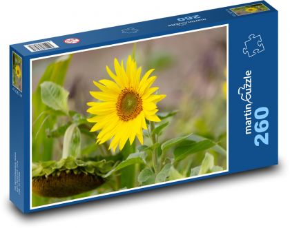 Žlutá slunečnice - květ, rostlina - Puzzle 260 dílků, rozměr 41x28,7 cm