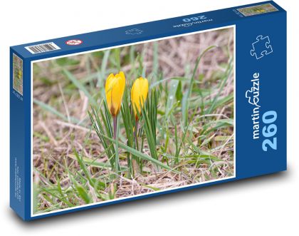 Żółte krokusy - rośliny, kwiaty - Puzzle 260 elementów, rozmiar 41x28,7 cm