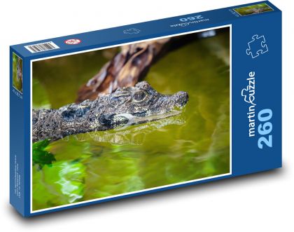 Západoafrický trpasličí krokodýl - zvíře, voda - Puzzle 260 dílků, rozměr 41x28,7 cm