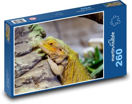 Agama - bearded dragon, reptile - Puzzle 260 pieces, size 41x28.7 cm 