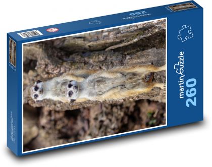 Surikata zblízka - sledovanie, zviera - Puzzle 260 dielikov, rozmer 41x28,7 cm