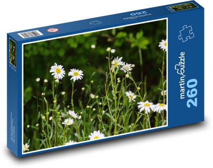 Kopretina - květina, luční kvítí - Puzzle 260 dílků, rozměr 41x28,7 cm