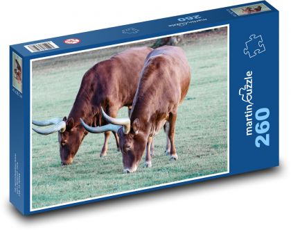 Ankole cow - horned cow, Africa - Puzzle 260 pieces, size 41x28.7 cm 