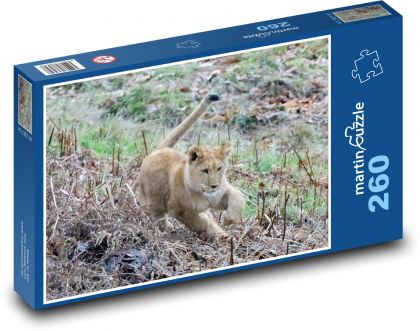 Löwe - junger Löwe, Raubtier - Puzzle - 260 Teile