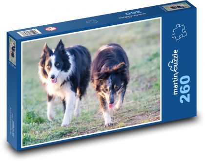 Para psów - collie, zwierzę domowe - Puzzle 260 elementów, rozmiar 41x28,7 cm