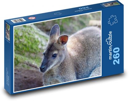 Kangaroo - marsupial, animal - Puzzle 260 pieces, size 41x28.7 cm 