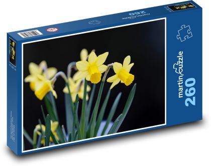 Narcisy - žlté kvety, jar - Puzzle 260 dielikov, rozmer 41x28,7 cm